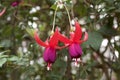 Fascinating fuchsia in garden.Ã£â¬â¬ Royalty Free Stock Photo